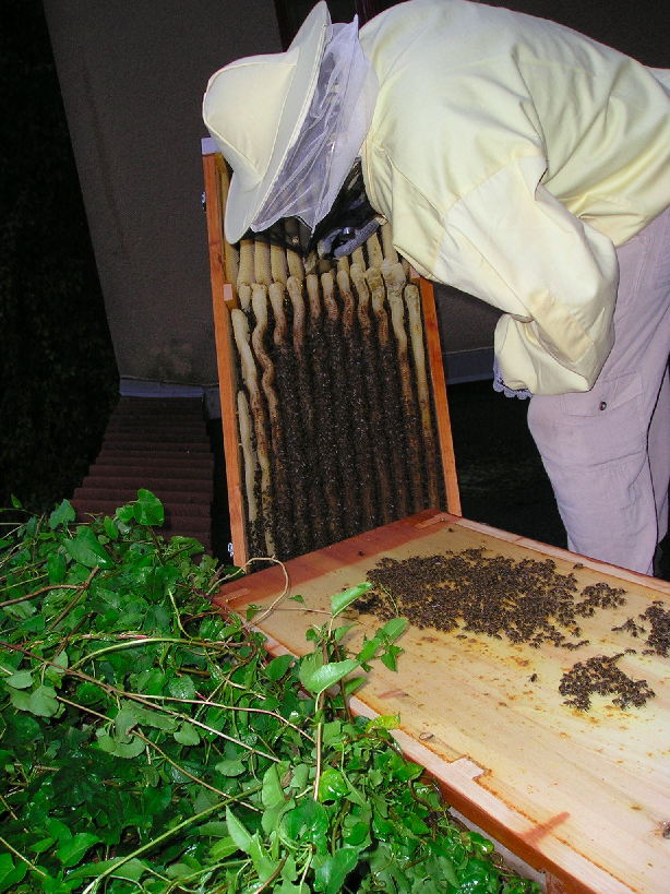 Mit dem Messer schneide ich zwischen Brut- und Honigwaben entlang. Über Nacht werden die Bienen daraus eine honigfreie "Sollbruchstelle" bauen.